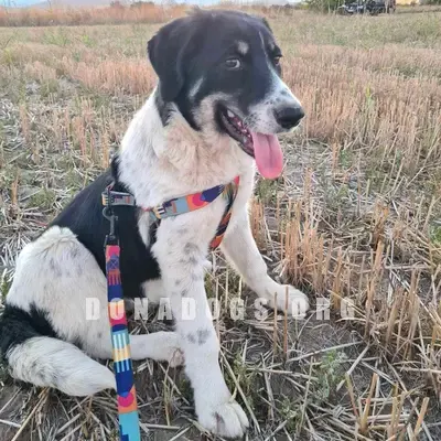 dog pic