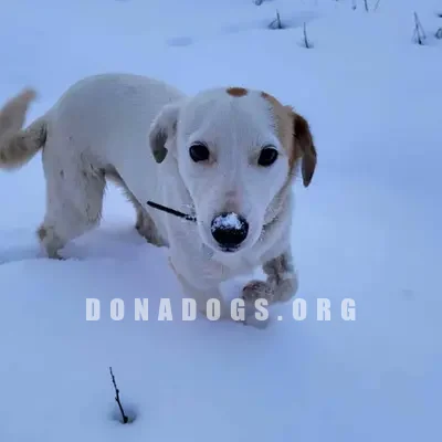 dog pic