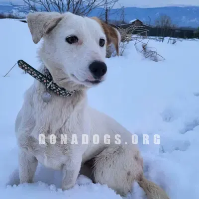 dog pic