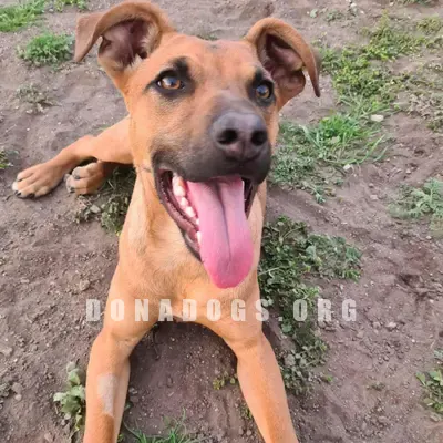 dog pic