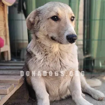 dog pic