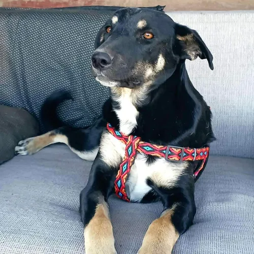 dog pic