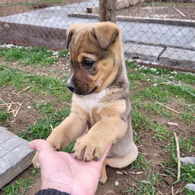dog pic