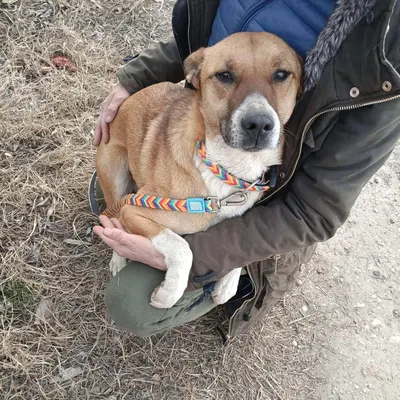 dog pic