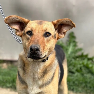 dog pic