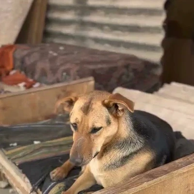 dog pic