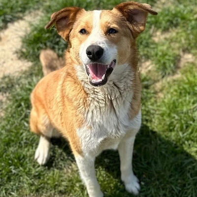 dog pic