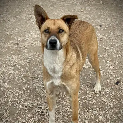 dog pic