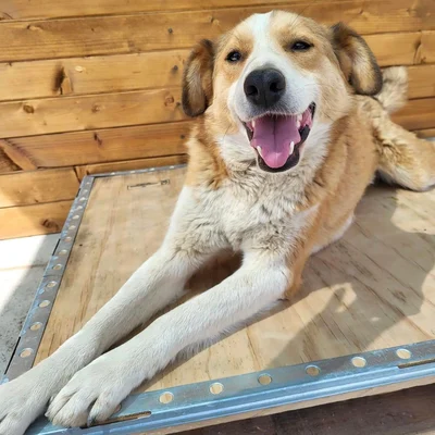 dog pic