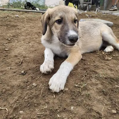 dog pic