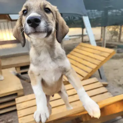 dog pic