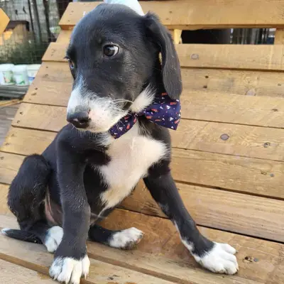 dog pic