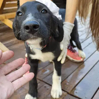 dog pic