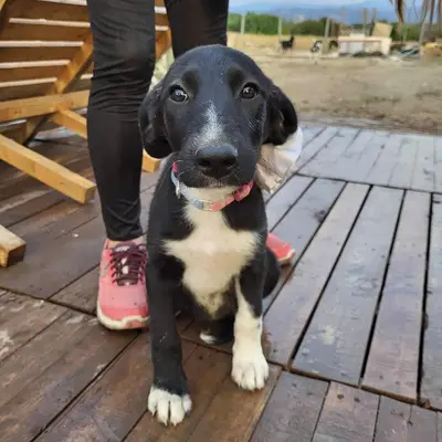dog pic