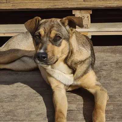 dog pic