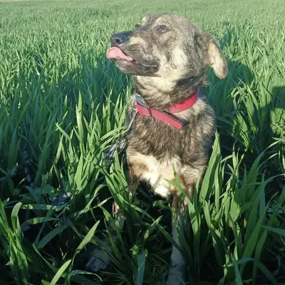 dog pic