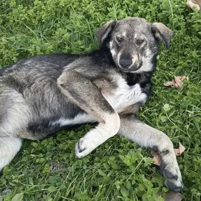 dog pic