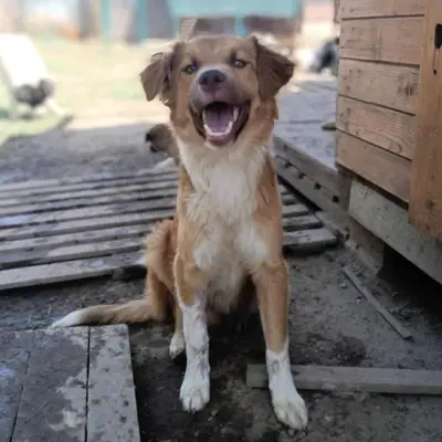 dog pic