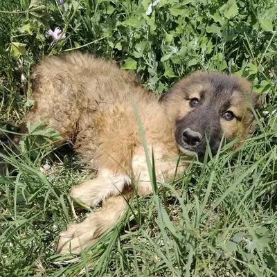 dog pic