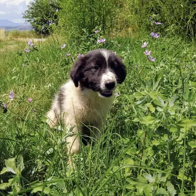 dog pic