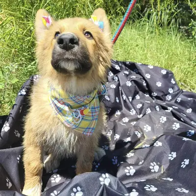 dog pic