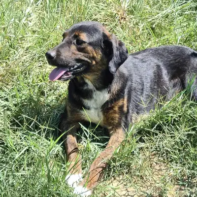 dog pic