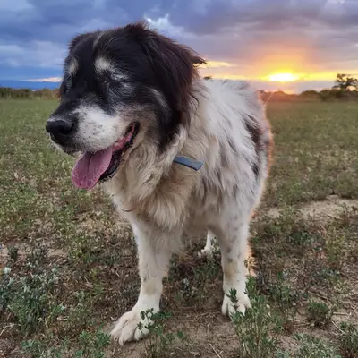 dog pic