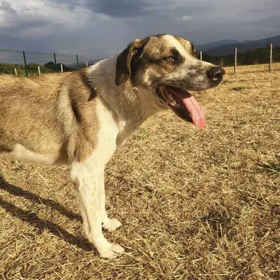 dog pic