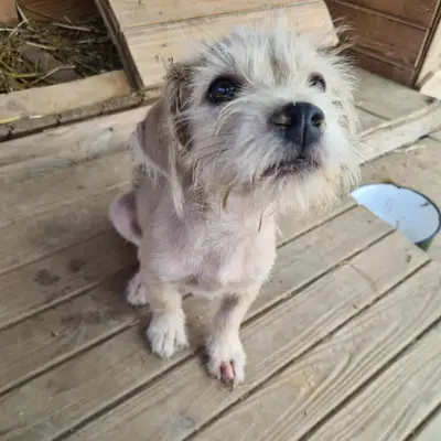 dog pic