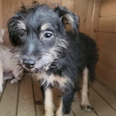 dog pic