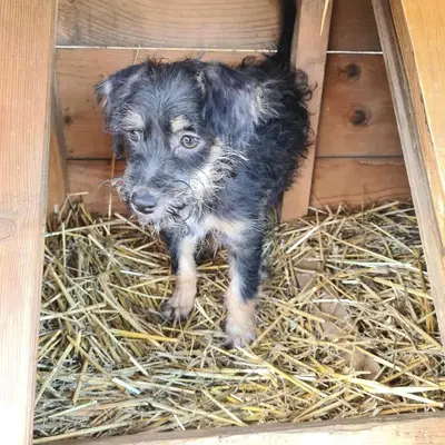 dog pic