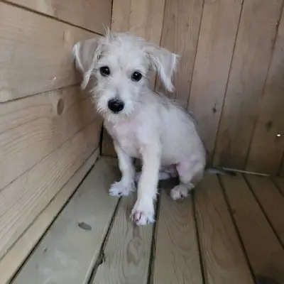 dog pic