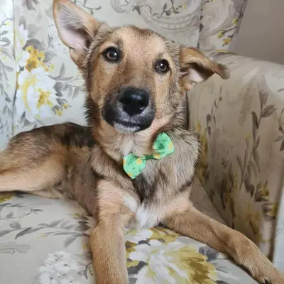 dog pic