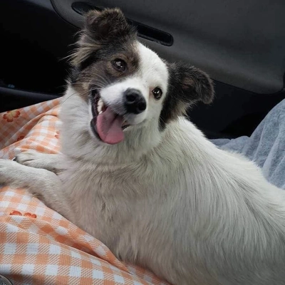 dog pic