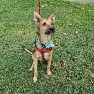 dog pic