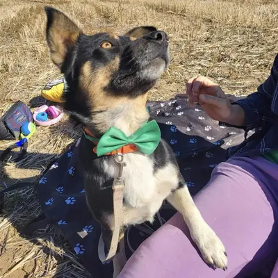 dog pic