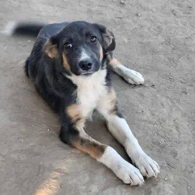 dog pic