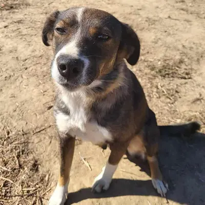 dog pic