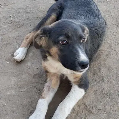dog pic
