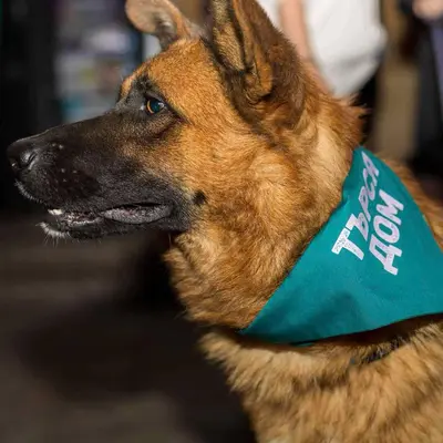 dog pic