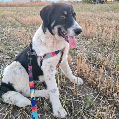 dog pic