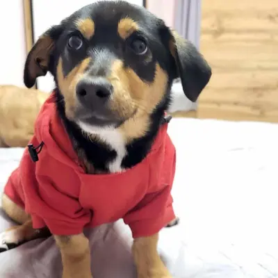 dog pic