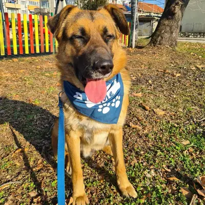 dog pic