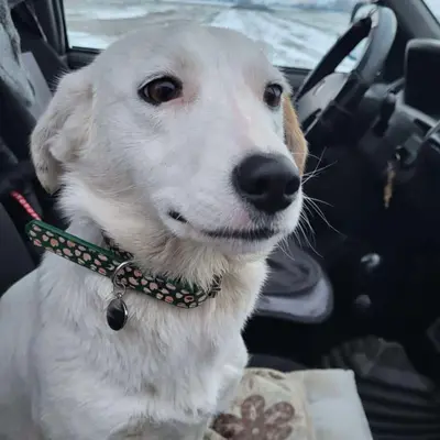 dog pic