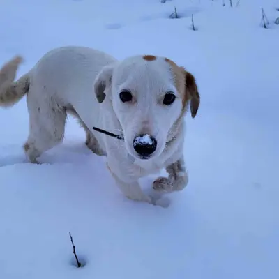 dog pic