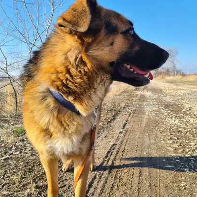 dog pic