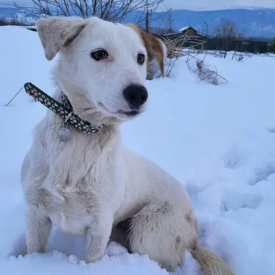 dog pic