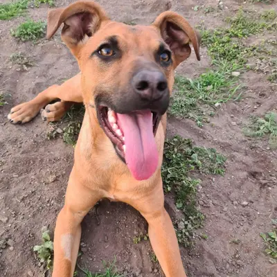 dog pic