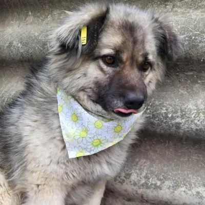 dog pic