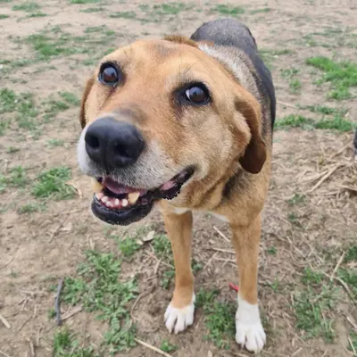 dog pic